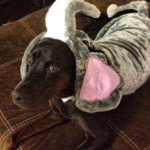 Dog Halloween costume - elephant